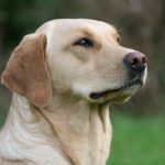 Tewellers Amelia - Working Labradors Gundog - Fenway Labrador Breeders and Trainers UK.