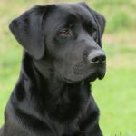 Fenway Brock - Working Labradors Gundog - Fenway Labrador Breeders and Trainers UK.